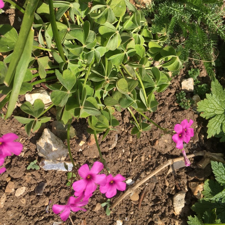 Plant image Oxalis articulata 'Festival'