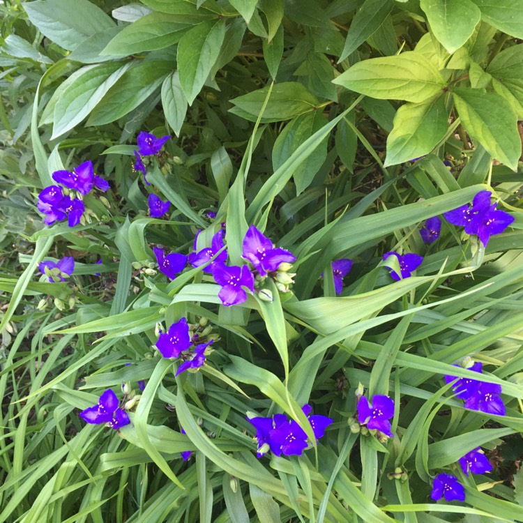 Plant image Tradescantia (Andersoniana Group) 'Purple Dome'
