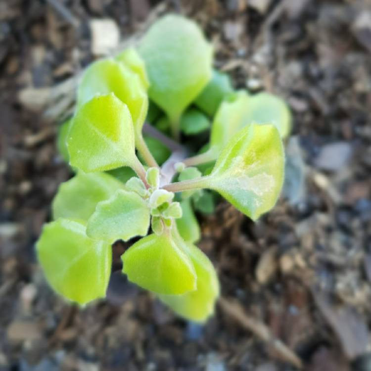 Plant image Coleus prostratus syn. Plectranthus prostratus
