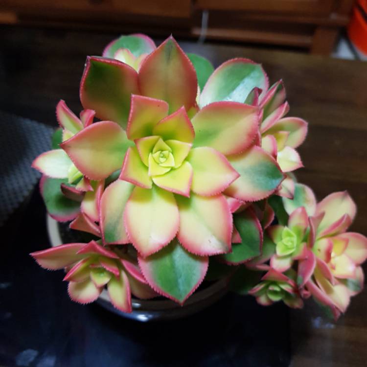 plant image 1180016
