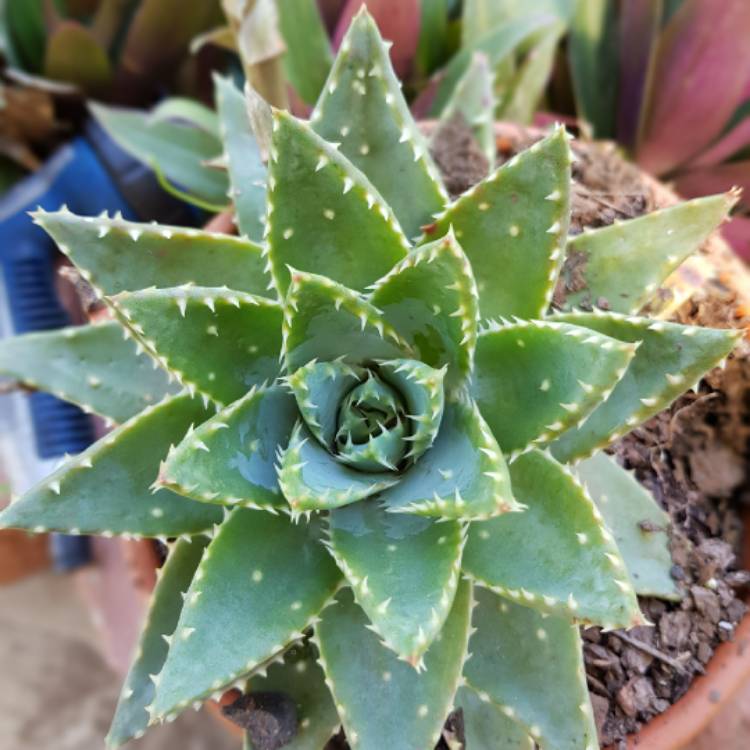 plant image 1191742