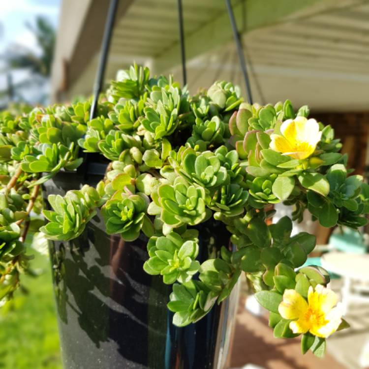 Plant image Portulaca oleracea 'Sun Jewels'