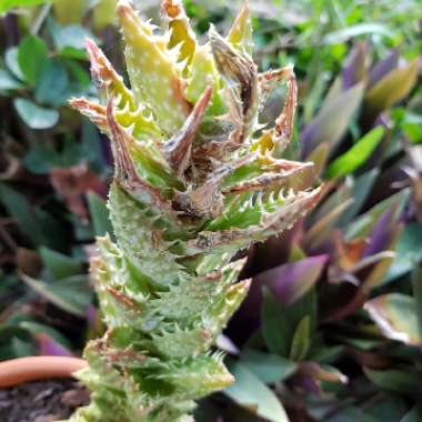 Aloe 'Juvenna'