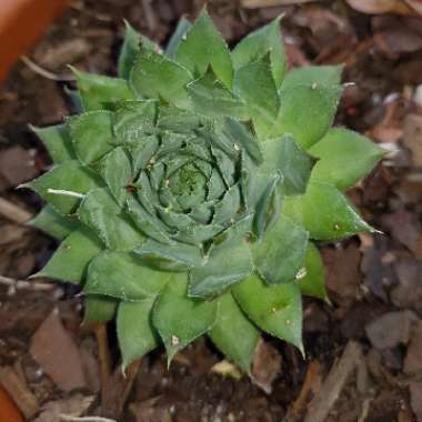 Inna's garden