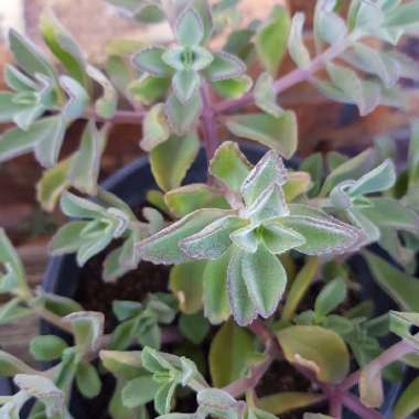 Inna's garden