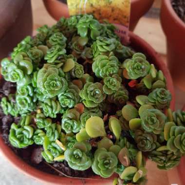 Sedum Green Mound