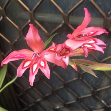 Gladiolus 'Salmonea'