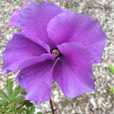 Native Hibiscus
