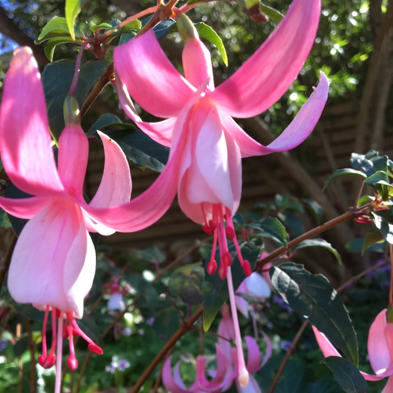 plant image 50226