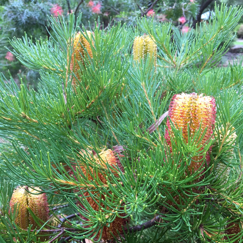 Plant image Banksia Ericifolia