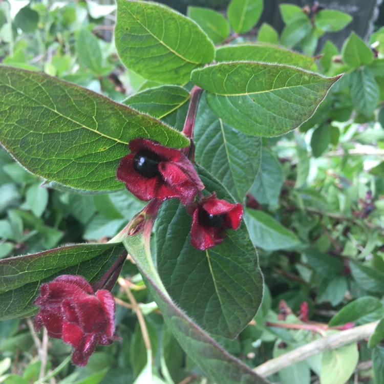 plant image 1121302