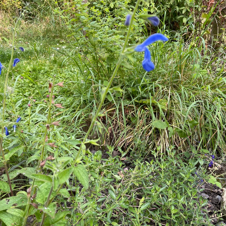 plant image 1616076