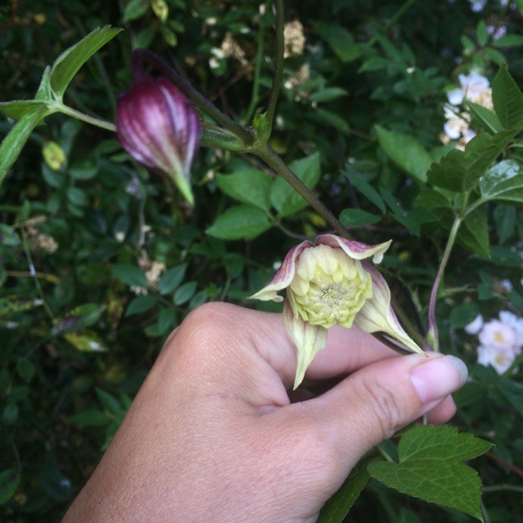 plant image 479023