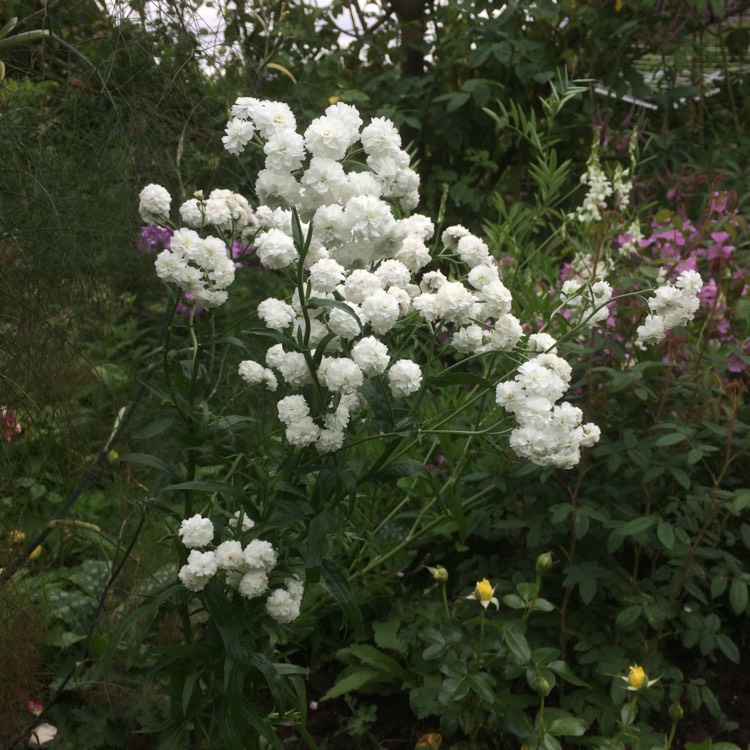 plant image 485074