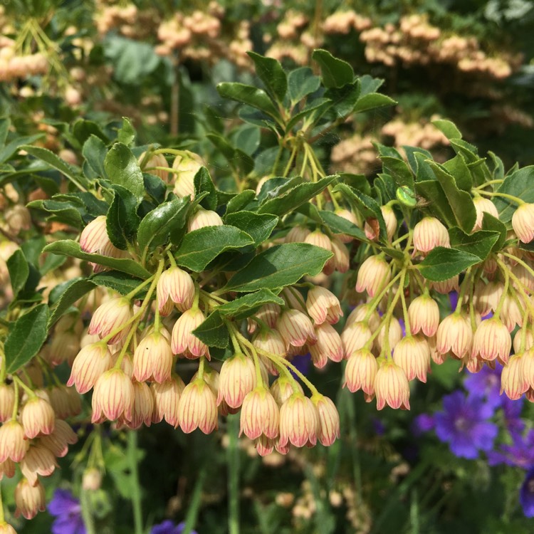 Plant image Enkianthus campanulatus