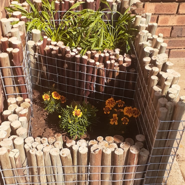Plant image Tagetes patula 'Naughty Marietta'