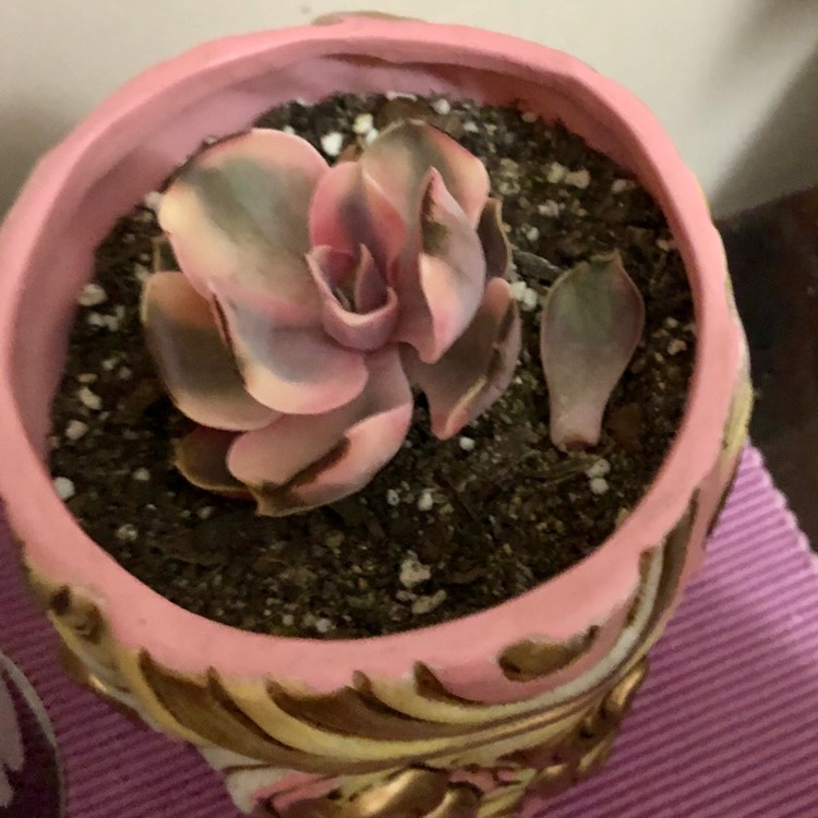 Plant image Echeveria Rainbow