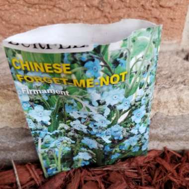 Chinese Forget-Me-Not 'Azul'
