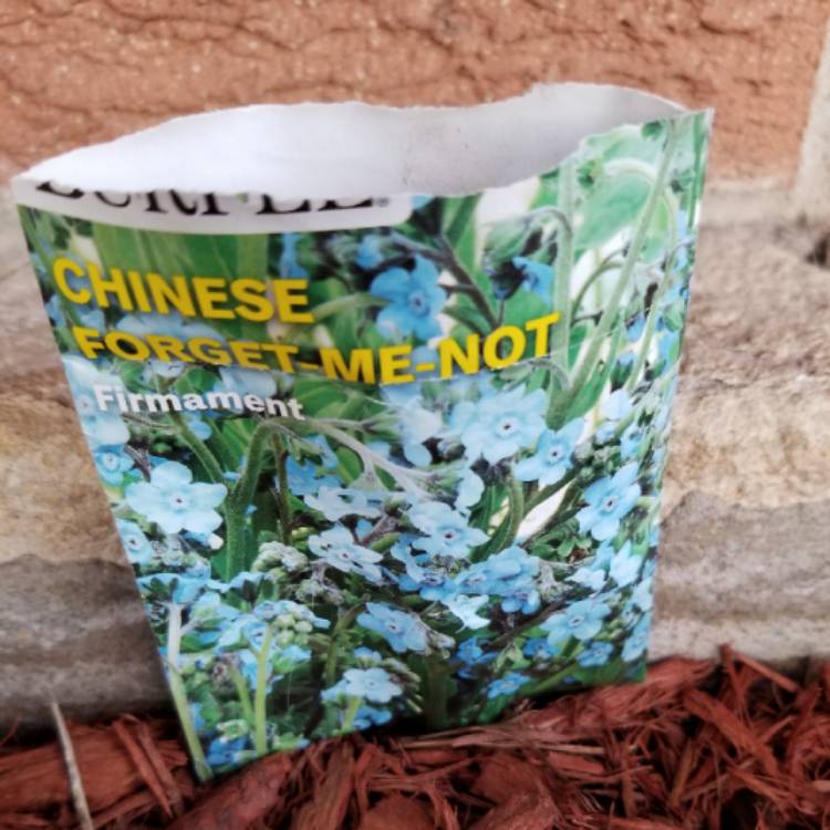 plant image 1262522