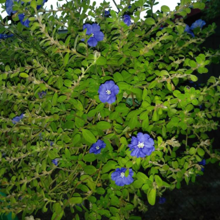 Plant image Evolvulus glomeratus