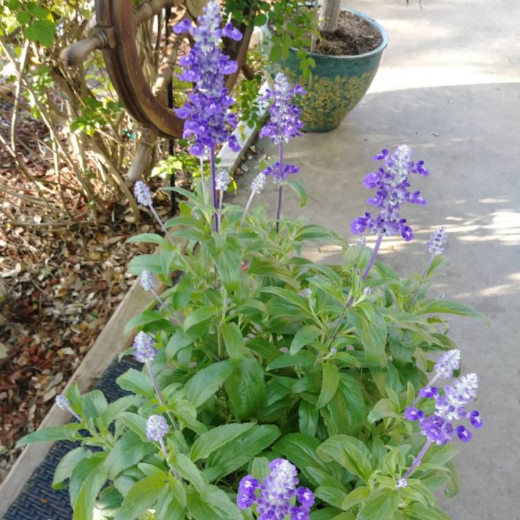 Plant image Salvia farinacea 'Blue Bedder'