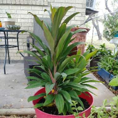 Cordyline fruticosa