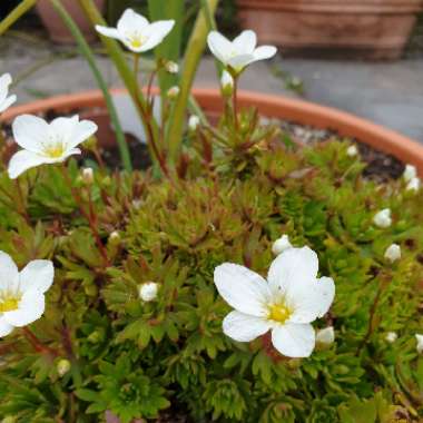 Saxifraga x arendsii 'Touran Large White'