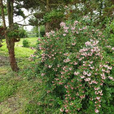Escallonia Macrantha