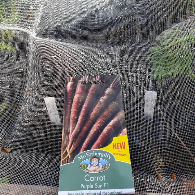 plant image 1090487