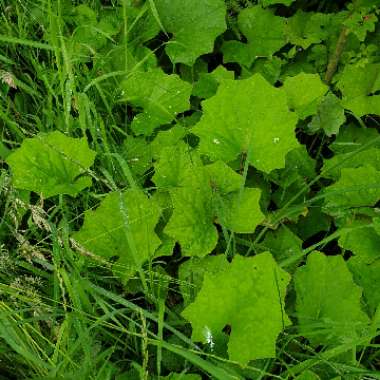 Tussilago farfara