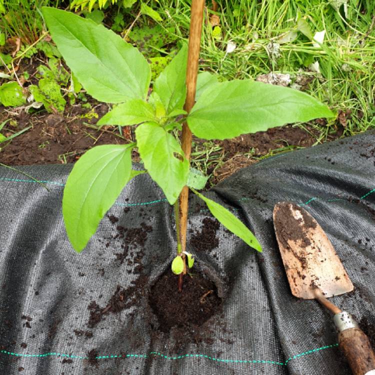 plant image 1120971