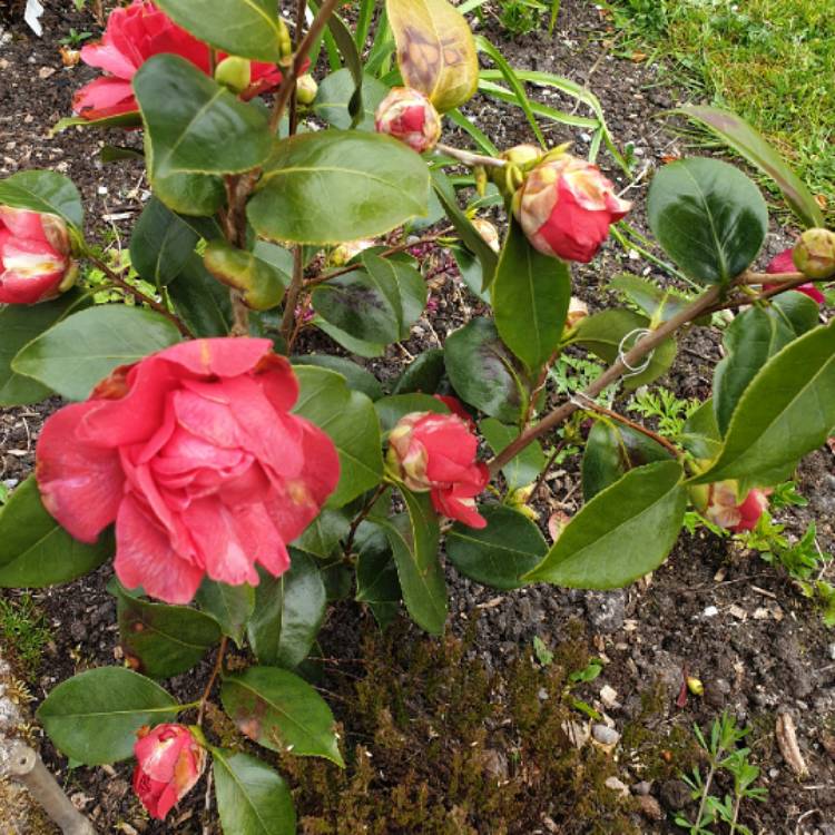 Plant image Camellia japonica 'Blood of China' syn. Camellia japonica 'Victor Emmanuel'