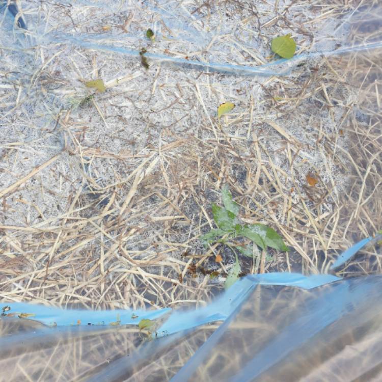 plant image 1308012 plant image 1308012