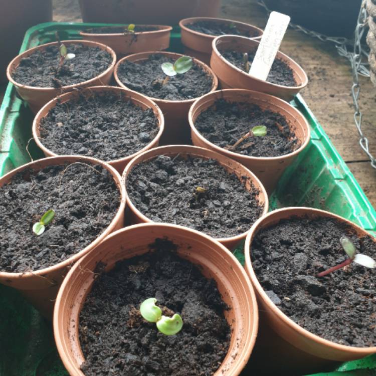 plant image 1310199