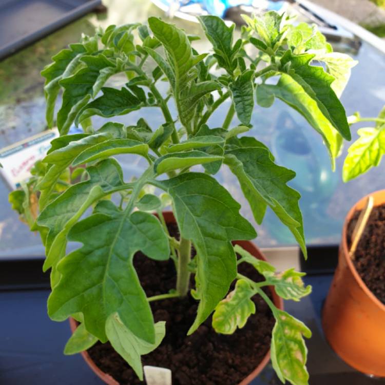 Plant image Solanum lycopersicum 'Garden Pearl'