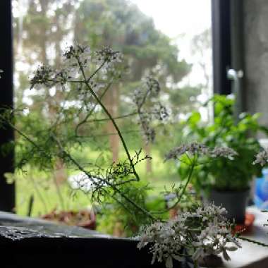 Coriandrum sativum