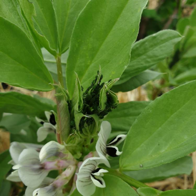 plant image 1323863