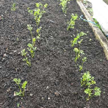 Daucus carota subsp. sativus 'Purple Sun'