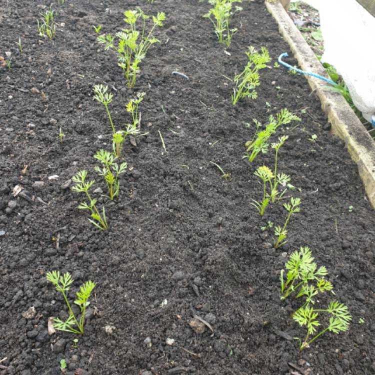 plant image 1323876