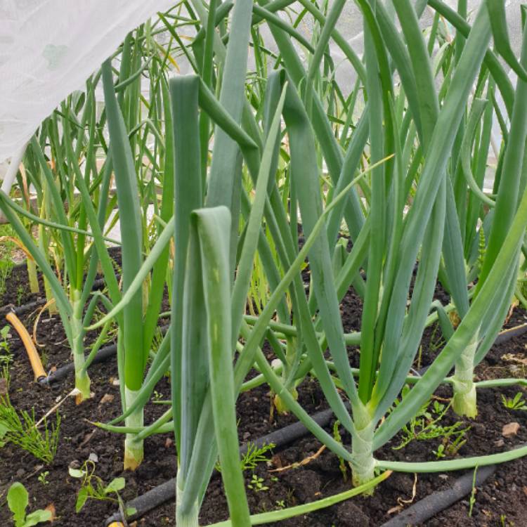 plant image 1323878 plant image 1323878
