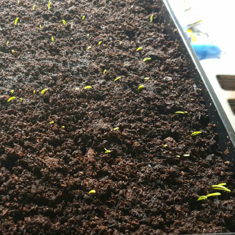 plant image 316162