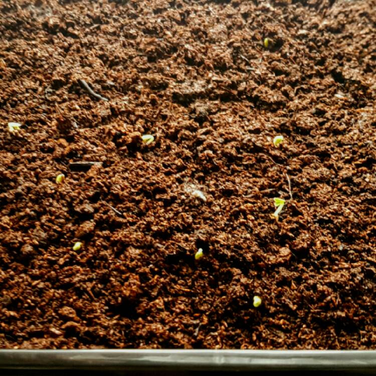 plant image 316169