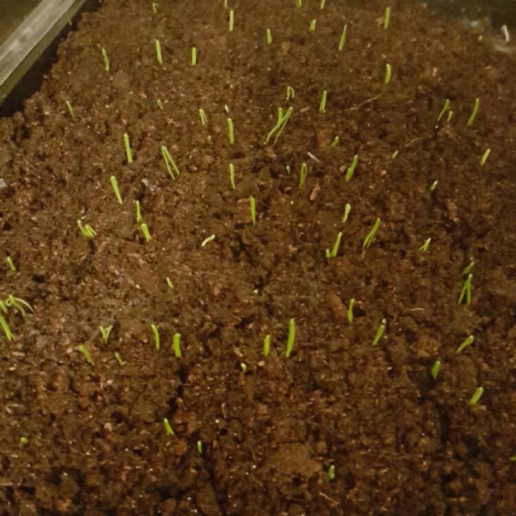plant image 317121