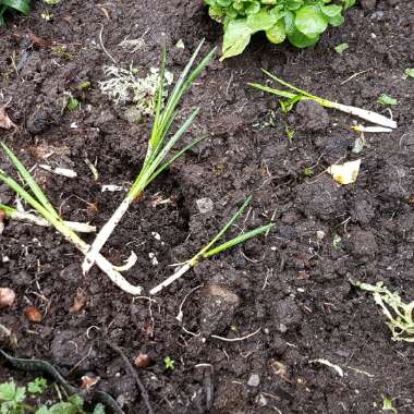 Crocus vernus 'Pickwick'
