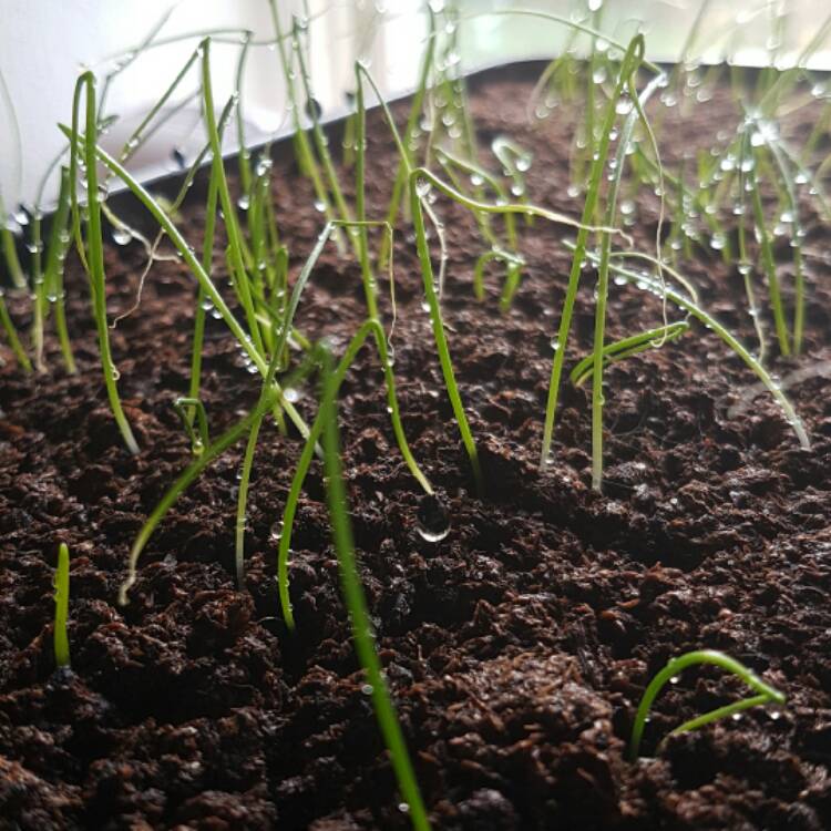 plant image 320227