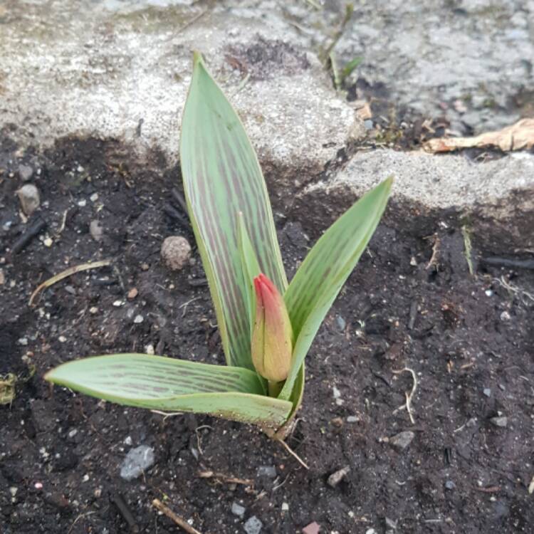 Plant image Tulipa 'Pinocchio'