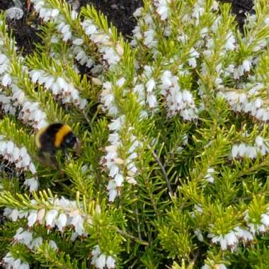 Erica x darleyensis f. aureifolia 'Golden Perfect'