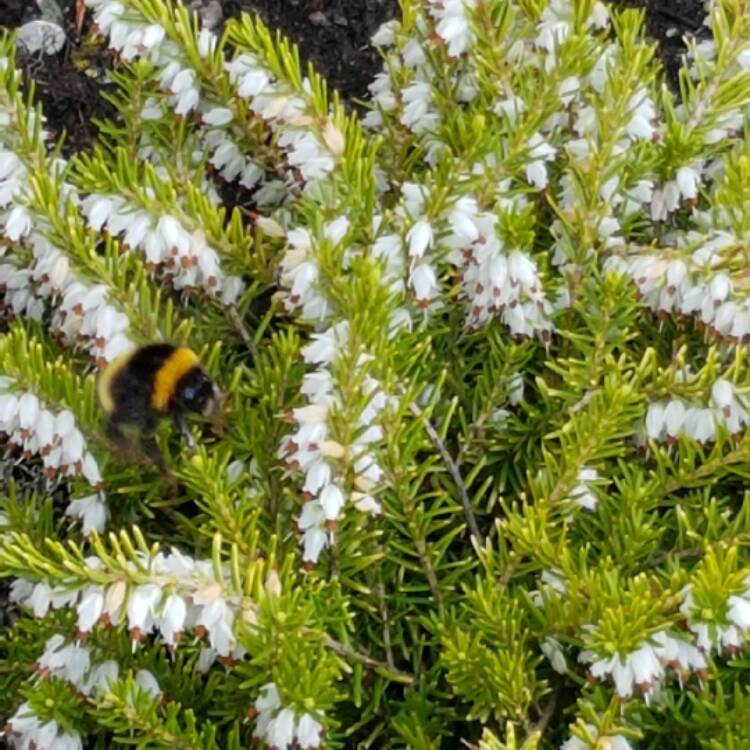 plant image 329932