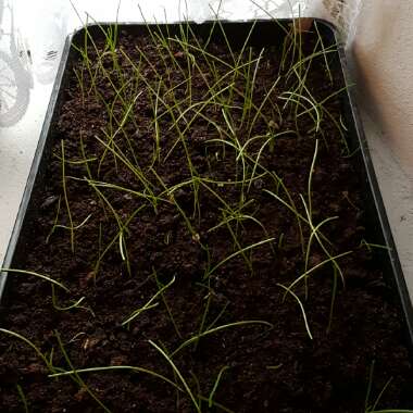Allium cepa (Cepa Group) 'Bedfordshire Champion'