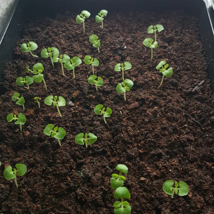 plant image 335340